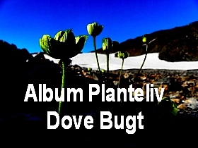 Thumbnail albumdovebugt.jpg