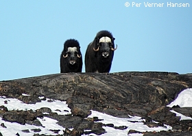 Thumbnail of 355.jpg