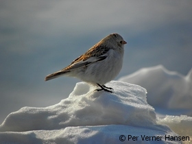 Thumbnail of P4203965.jpg