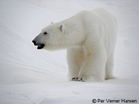 Thumbnail of P4224084.jpg