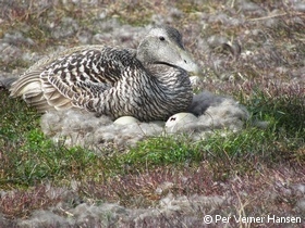 Edderfuglehun paa aeg