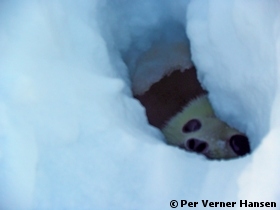 Thumbnail of P8080270.jpg