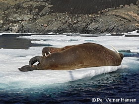 Thumbnail of P8156316.jpg