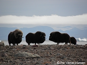 Thumbnail of P8176430.jpg