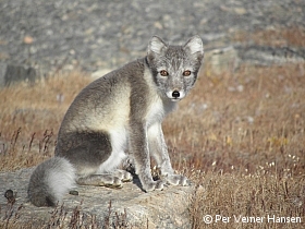 Thumbnail of P9024072.jpg