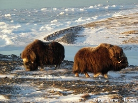 Moskusokser naer Danamarkshavn.jpg