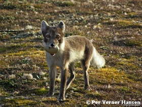 Thumbnail of foto 101 (2).jpg