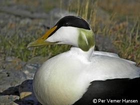 Edderfuglehan i al sin pragt