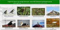 Eks. fugle Grønland/Danmark